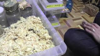 ４月になったので冬眠しているクワガタ達を起こしてみた【いつまで寝てるの？】【季節はもう春です】【冬眠終了】 【アンタ達起きなさい】