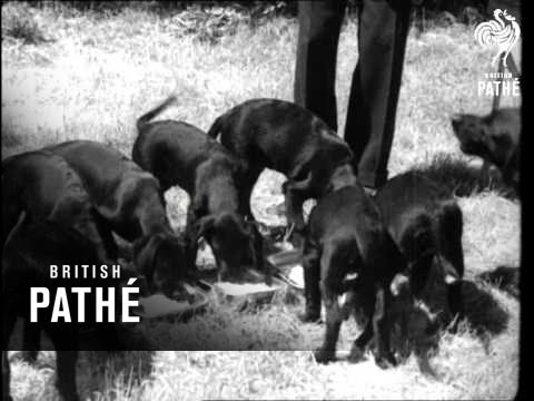 Training Dogs Issue Title Is Pure And Simple (1939)