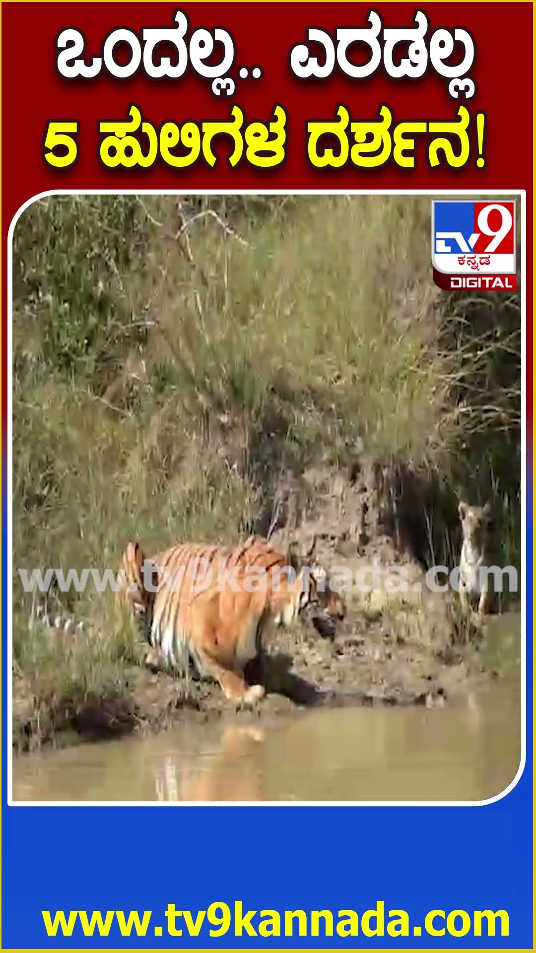 Nagarhole Safari : ನಾಲ್ಕು ಮರಿಗಳೊಂದಿಗೆ ತಾಯಿ ಹುಲಿಯ ದೃಶ್ಯ ನೋಡಿ ಪ್ರವಾಸಿಗರು ಫುಲ್ ಖುಷಿ| #TV9D