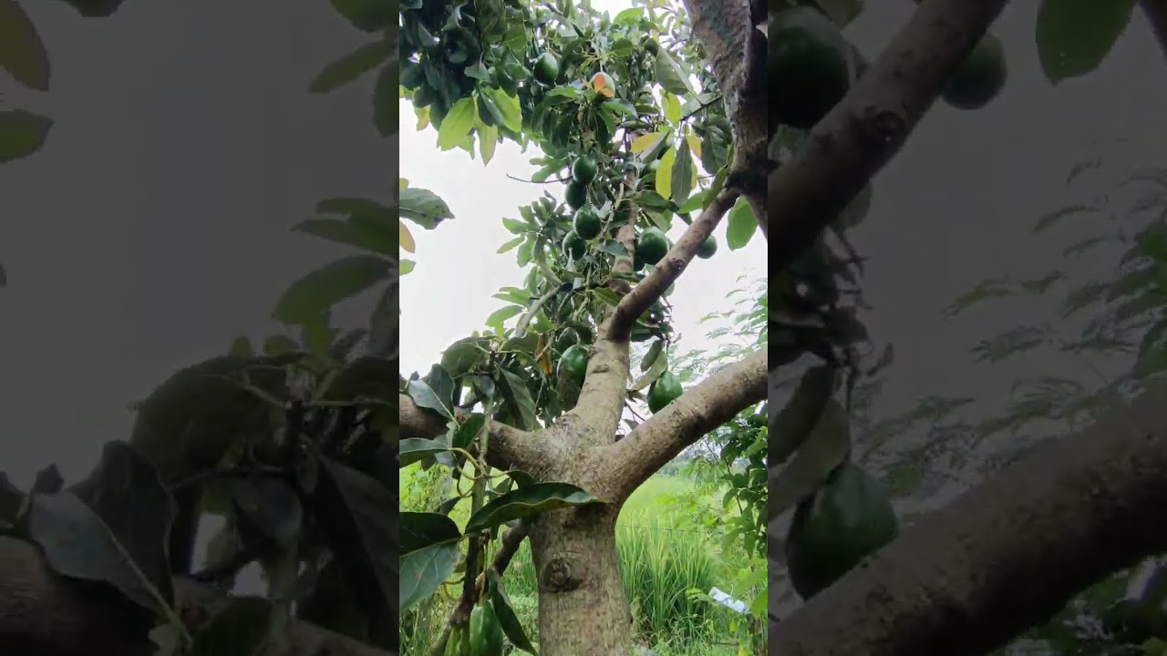 Romeo Juliet Alpukat