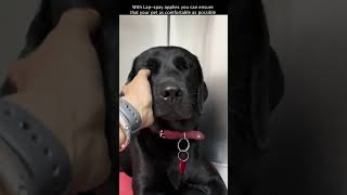 Laparoscopic Spay At Abvc