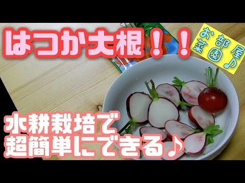 水耕栽培大学 はつか大根育てて食べてみた 小さい芽は最後まで太らない Youtube