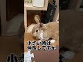 うさぎの飼い方で99%の人が勘違いしてる事 #うさぎ #うさぎのいる暮らし #ミニウサギ #shorts