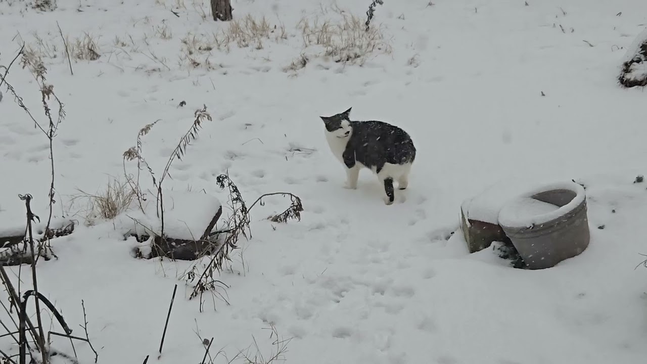 I don't think bo likes snow....