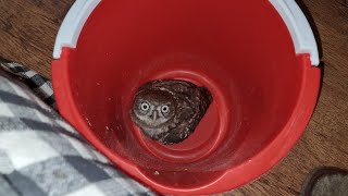 The owl has reached the bottom. Owl Luchik took away the bucket, the cat Murlok caught me in a trap