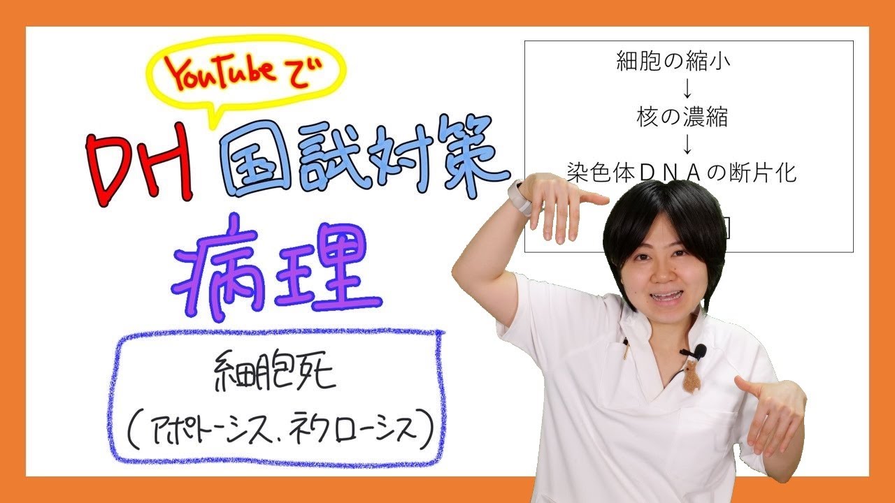【病理】DH国試対策【2022年 No.26】【細胞死、ネクローシス、アポトーシス】