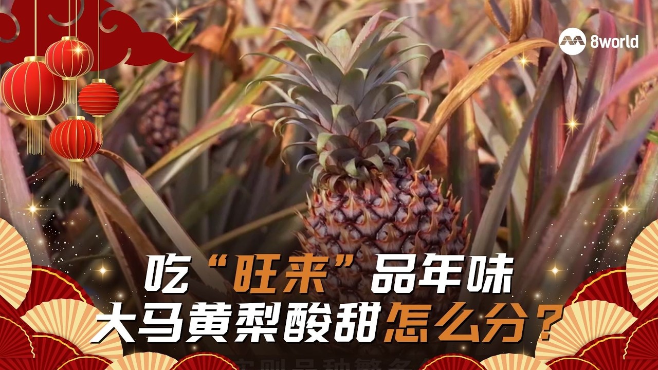 狮城有约 |  吃“旺来”品年味 大马黄梨酸甜怎么分？