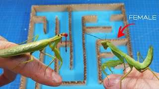 What Would Happen if a Male and Female Praying Mantis Found Themselves in the Same Maze?