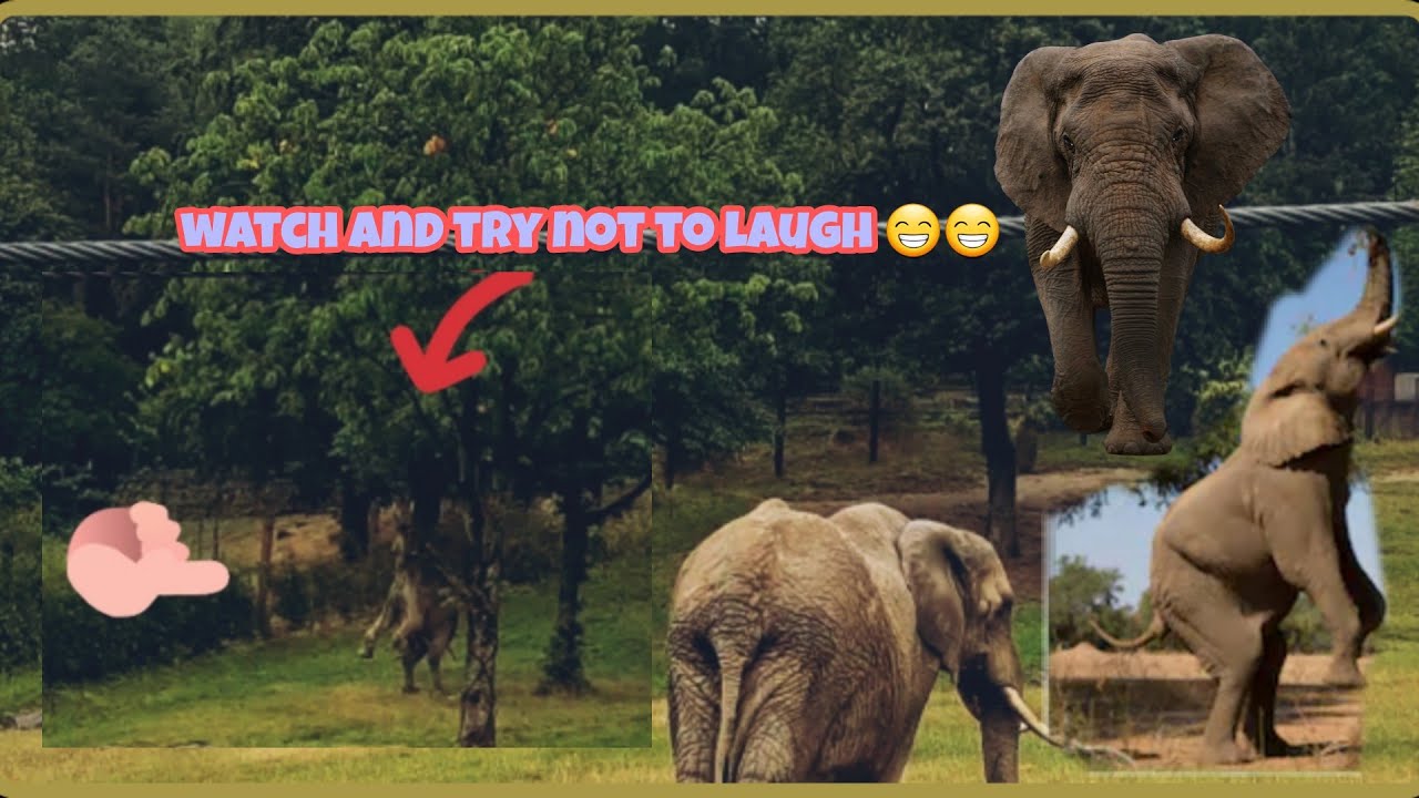 FUNNY ELEPHANTS SO CUTE ! EPIC LAUGH YouTube