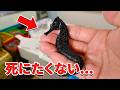 スーパーに売れ残っていたタツノオトシゴを飼育してみると...