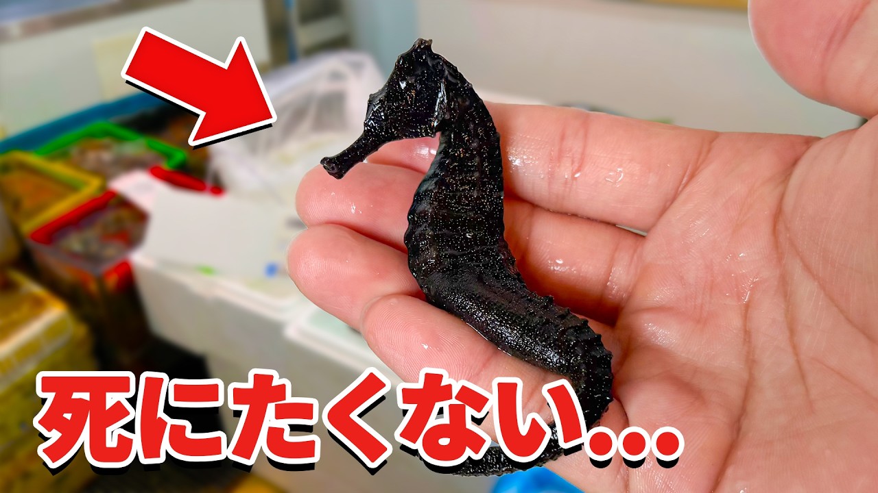 スーパーに売れ残っていたタツノオトシゴを飼育してみると…