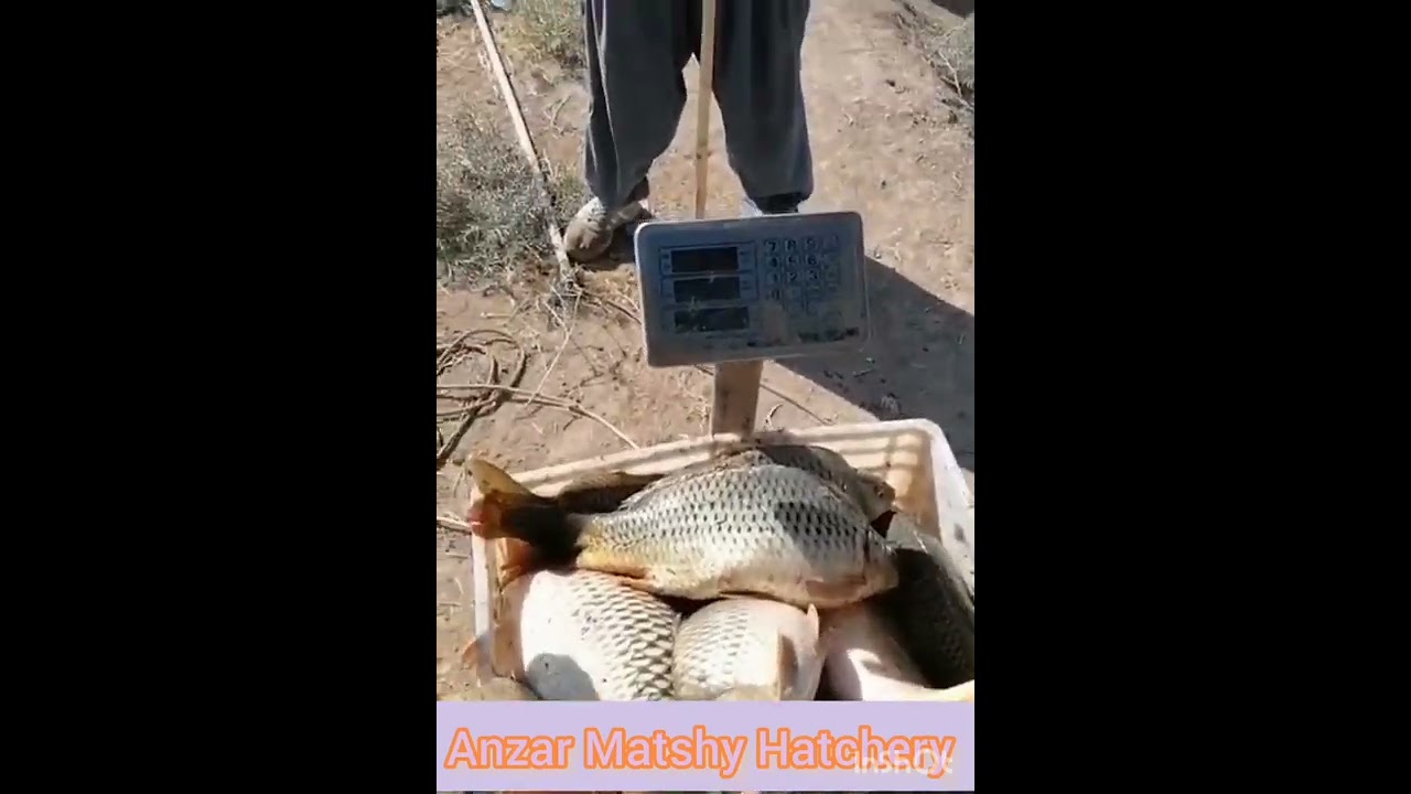 Common carp fish harvesting 