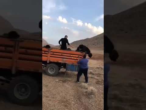 مسابقه سگ جنگی در اصفهان سگ قدرجونی