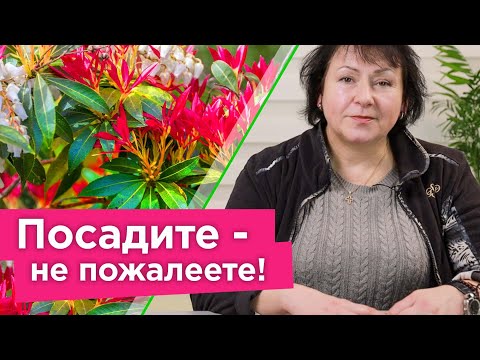 Видео: Будет ли pieris japonica расти в тени?