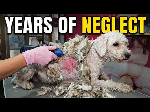 We rescued this broken dog… his reaction made us cry