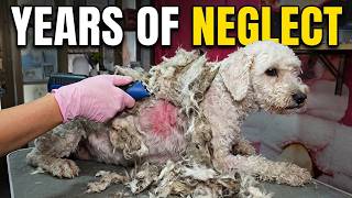 We rescued this broken dog… his reaction made us cry