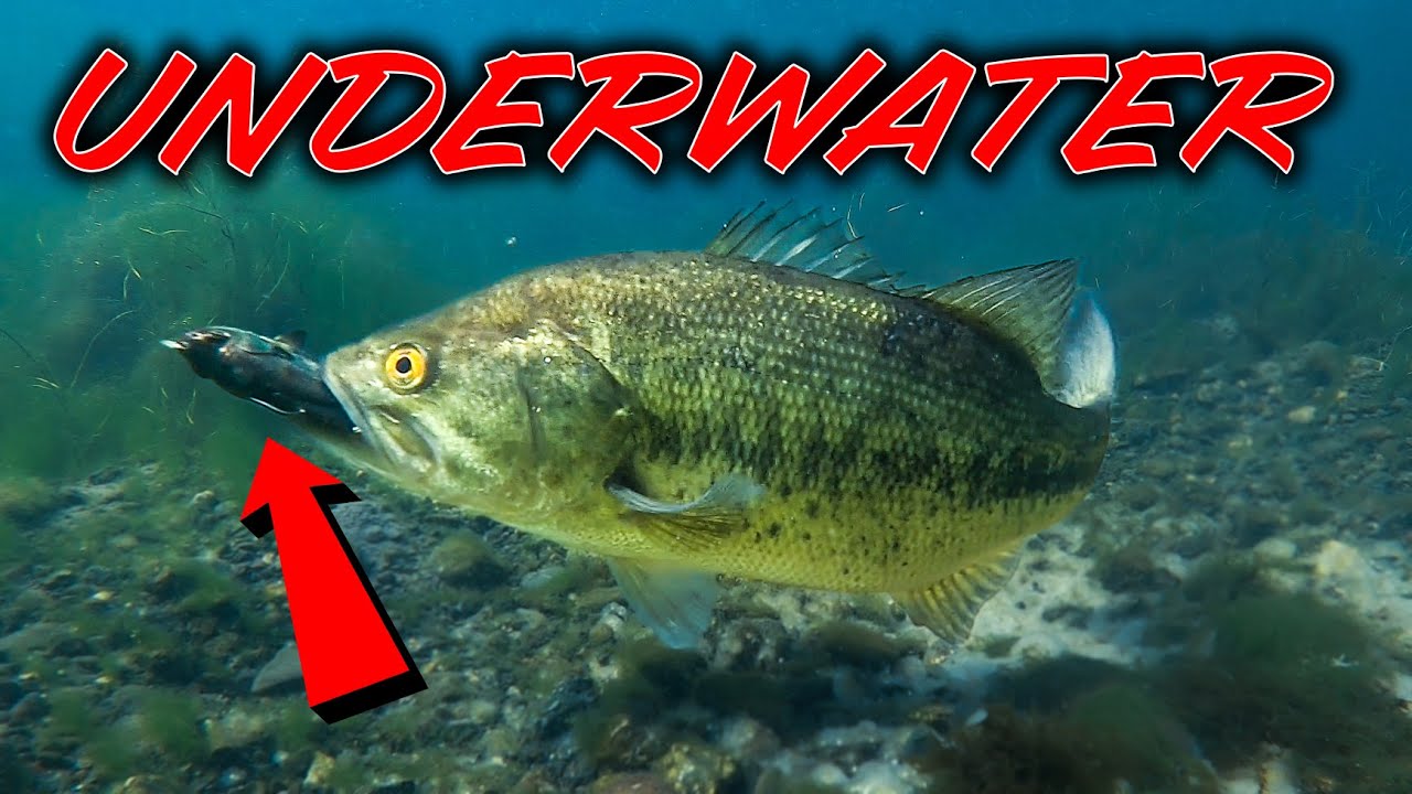 UNDERWATER Bass Fishing ** Spring Fishing Tips and Spawning Bass
