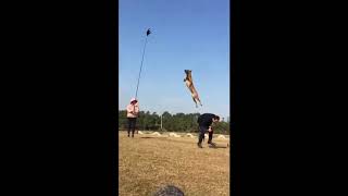 German shepherd trained to jump 10ft in the air