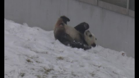 Chubby panda tumbles and rolls in snow