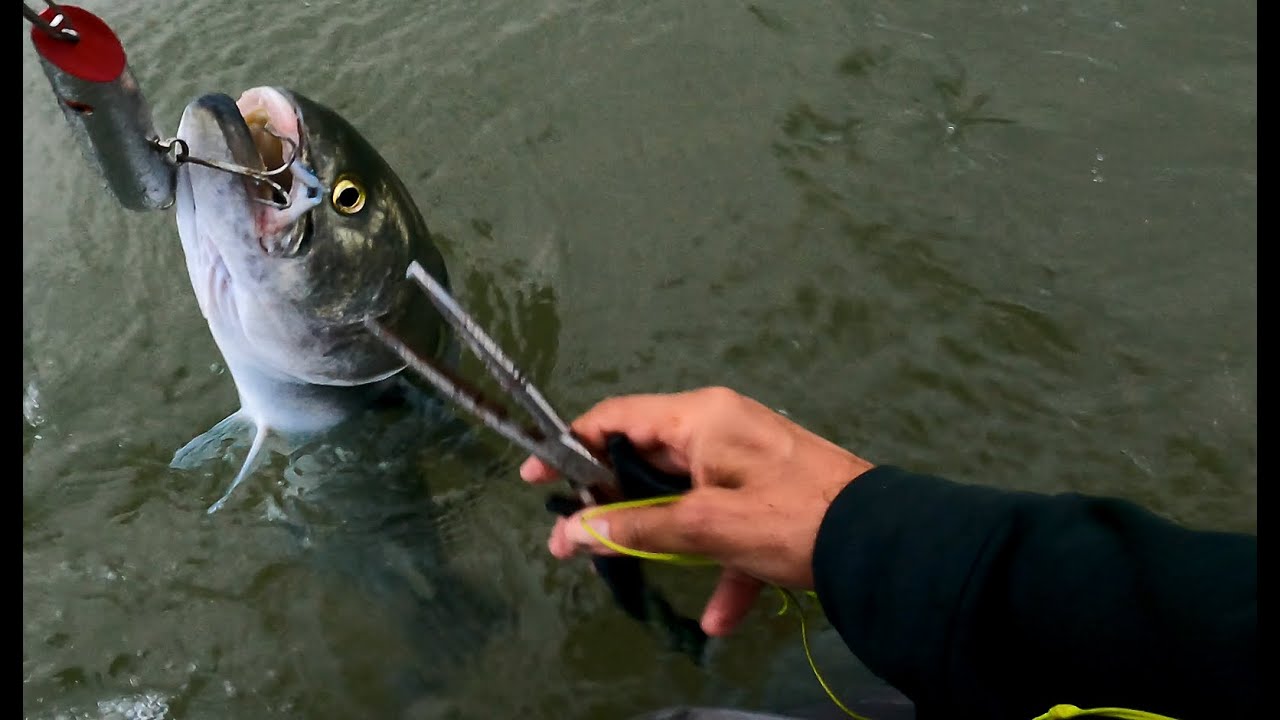 Topwater BLUEFISH - How to Work a Pencil Popper for Blue Fish with