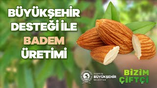 Badem Üreti̇mi̇