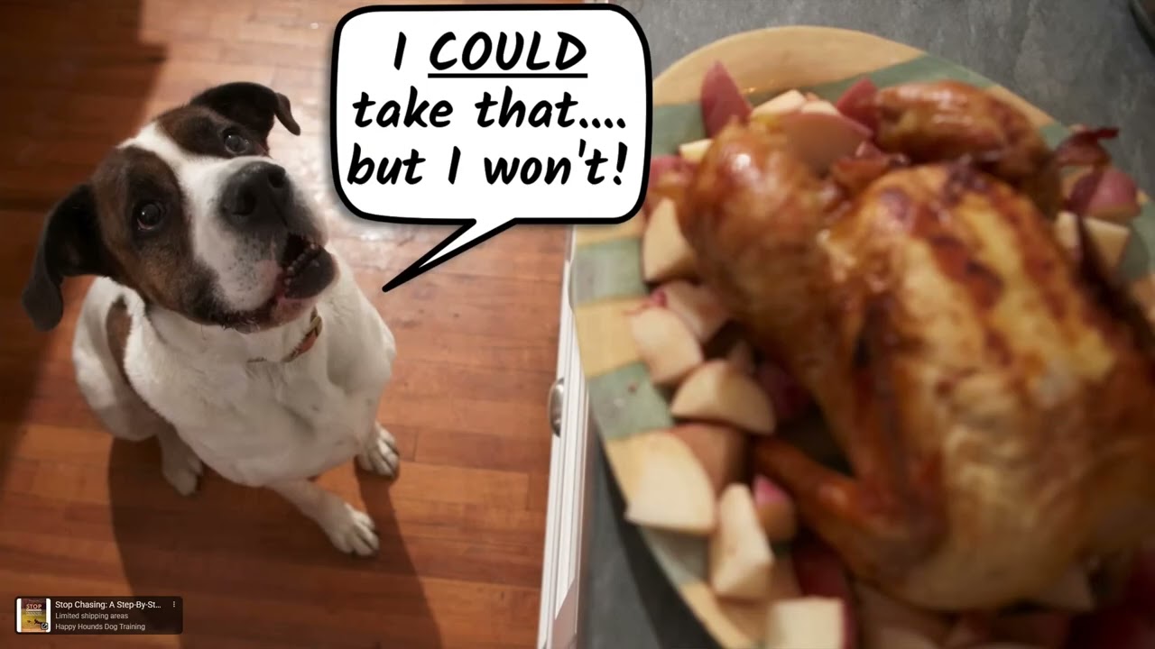 Ещё одно отличное видео от Happy Hounds — реакция дрессировщика собак