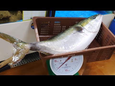 12Kg대방어 잡다가 고소당하게 생겼어요 / 대방어 회뜨기 / <strong>Yellowtail</strong> Amberjack Cutting, sashimi / Korean food