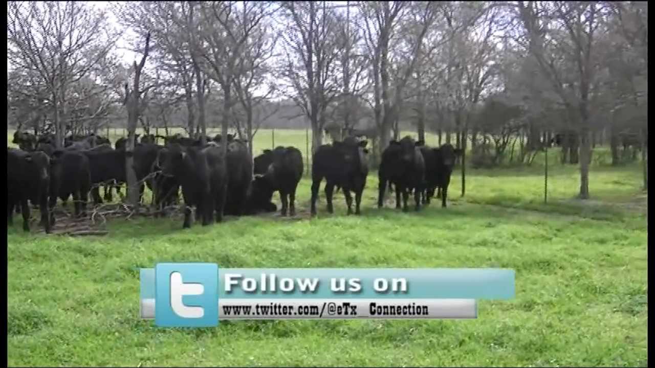 Visit to "Cricle X Land & Cattle Co., Ltd" Ranch . YouTube