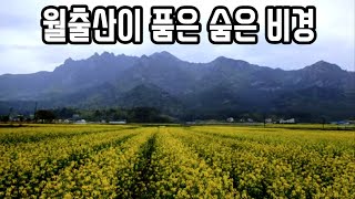 감성 가득한 영암군 추천 여행지, 월출산,유채꽃밭,덕진차밭,가볼만한곳,전남 명소,korea.