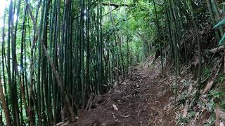 A walk through a bamboo forest,  Hawaii. by BiologySoon 14 views 2 years ago 1 minute, 24 seconds