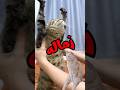 قطط وحيوانات بتتكلم مسخرة قطط خدلك ضحكه مع اسامه كوميدي حيوانات مضحكه ضحك ضحك