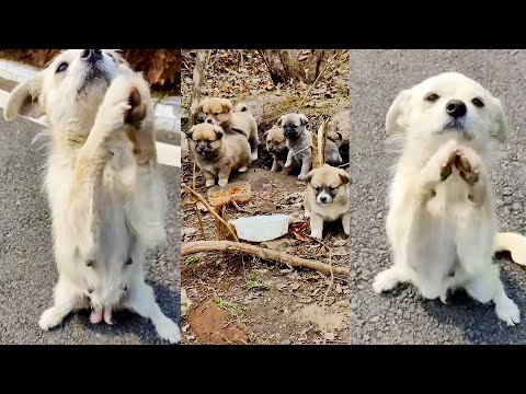 Mother Stray Dog Blocks Road, Begs For Food For Children In Cave
