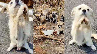 Mother Stray Dog Blocks Road, Begs For Food For Children In Cave