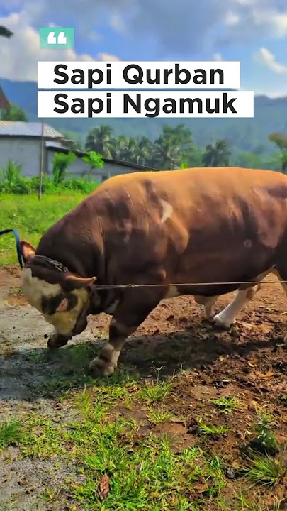 mengeluarkan sapi ngamuk, sapi kurban, sapi simental #shorts #sapilucu #iduladha2025 #lembu