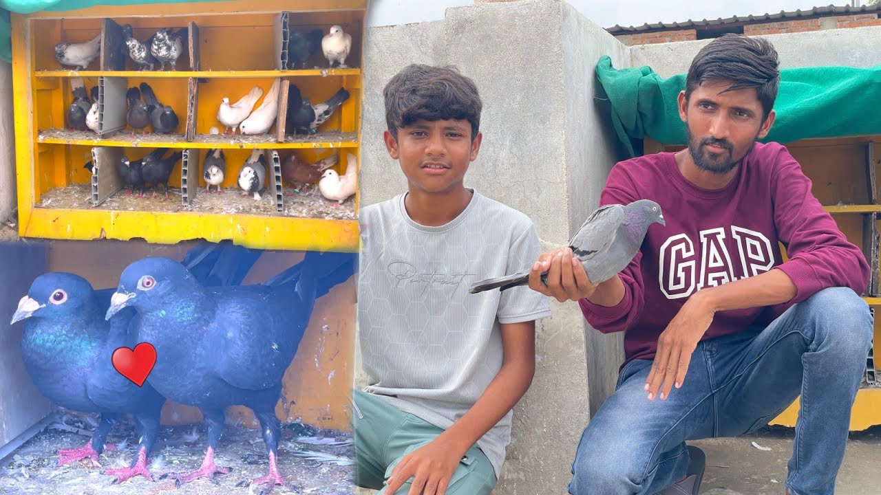 Sahil Bhai Ke Kabootar Ka Shauk 🤩