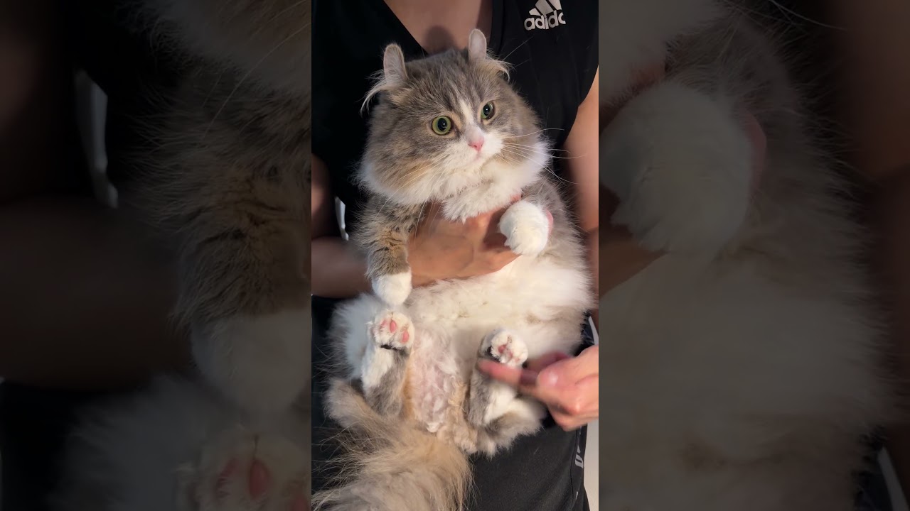 抱っこ中に逃げる隙を伺う猫wwww #cat - YouTube
