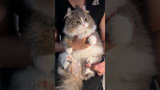 抱っこ中に逃げる隙を伺う猫wwww #cat - YouTube