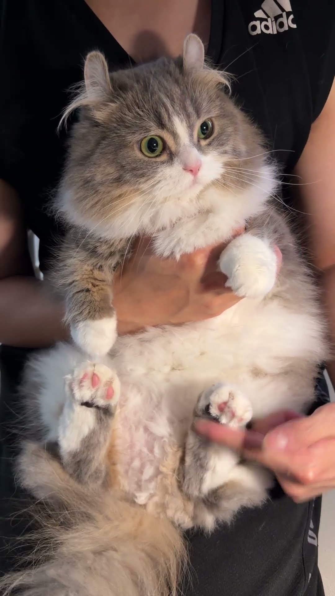 抱っこ中に逃げる隙を伺う猫wwww #cat - YouTube