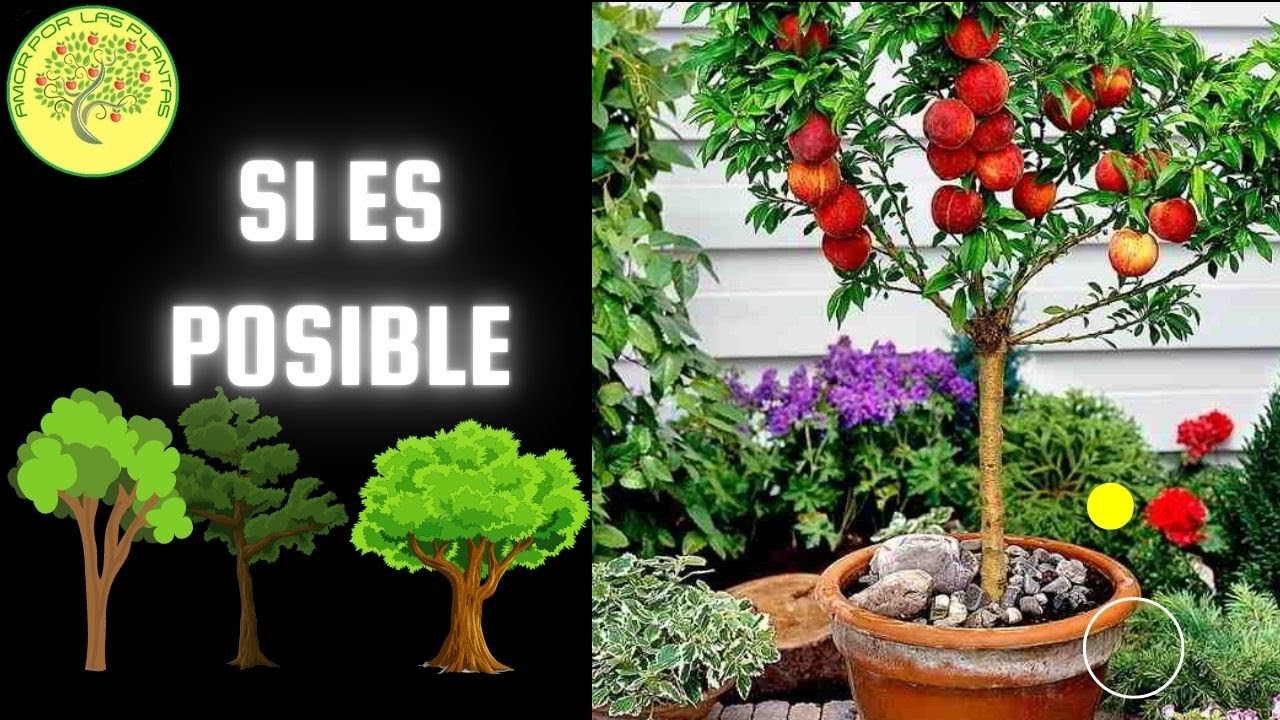 3 ? variedades de arboles FRUTALES ?? que se PUEDEN tener en maceta -  YouTube