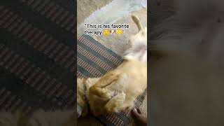 #Kleos#HappyDog#DogLove#FunnyDog#DogShorts#DogReels#IndieDog#CuteDog