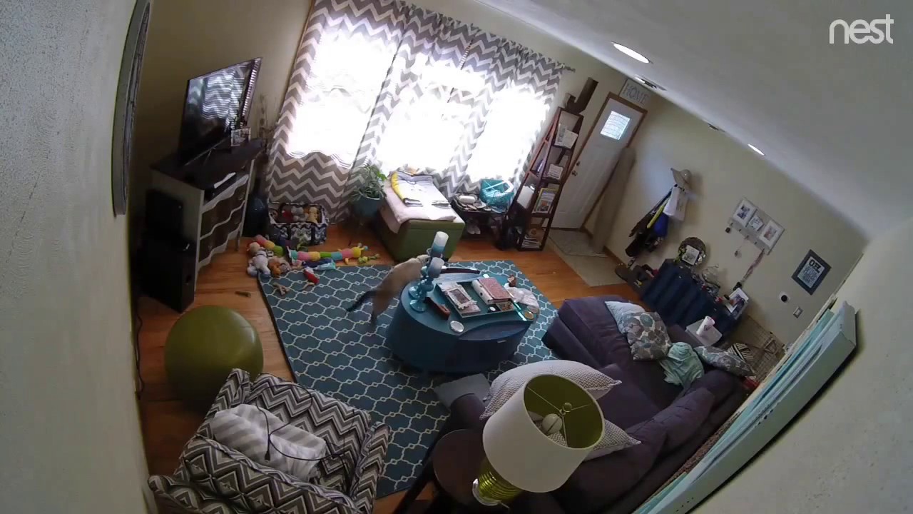 dog and security camera