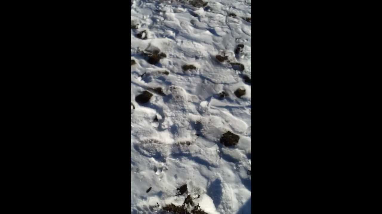 Brasil Ham station copied in Poland with handheld Super Radio SS-301. SQ5PFF