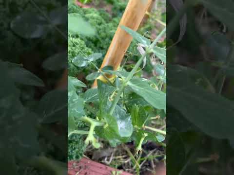 Video: Síntomas de la enfermedad del guisante Aphanomyces: tratamiento de los guisantes con la pudrición de la raíz por Aphanomyces