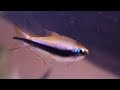 Nematobrycon palmeri - Emperor tetra