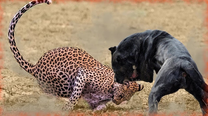 ¡Este Leopardo Se Metió Con El Perro Equivocado! Las PELEAS MAS BRUTALES