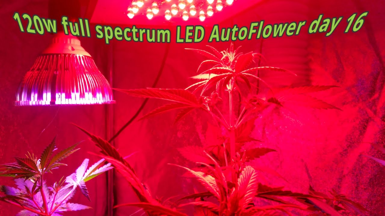 120W full spectrum LED 4 autoflowers Marijuana,DIY Co2 generator Day 16
