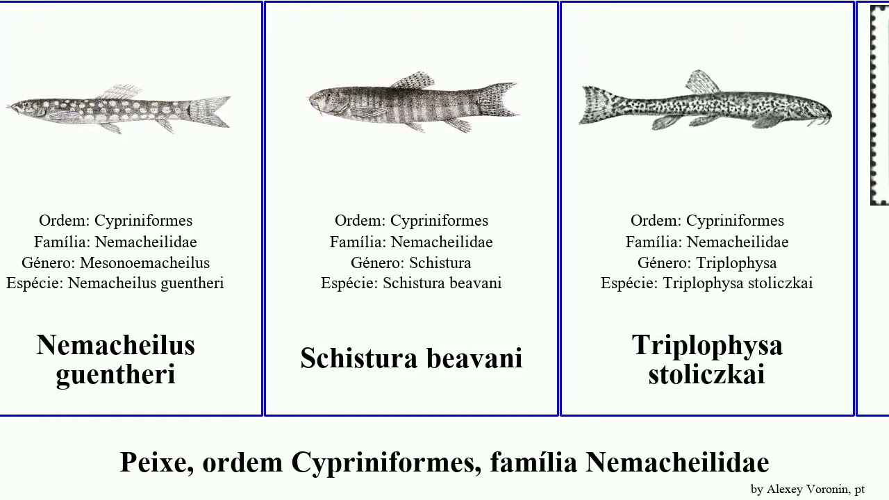 Peixe, ordem Cypriniformes, família Nemacheilidae fish Nemacheilus Triplophysa Richards Schistura