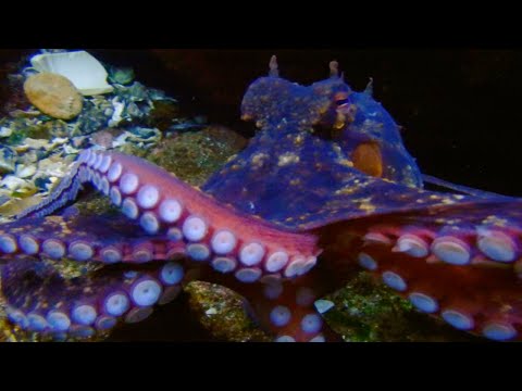 Octopus Steals Camera! WHO WINS?