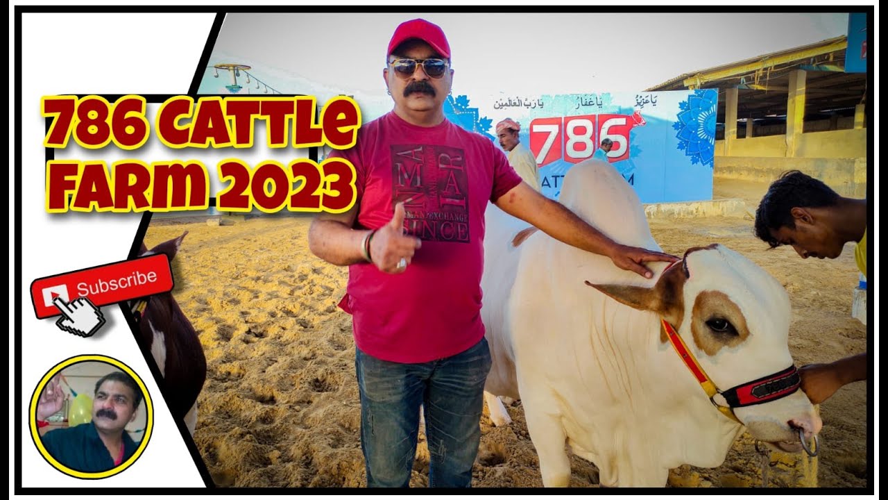 786 Cattle Farm 2023 | Cow Mandi 2023 | King Chef Shahid Jutt G.A Pakistan
