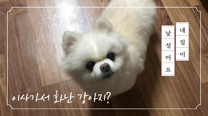 [Vlog] 강아지가 이사한 집에 적응하려면 어떻게 해야할까요?ㅣ우리이사가요ㅣ집사브이로그ㅣ강아지브이로그ㅣ노견생활ㅣ셀프인테리어ㅣ반려동물과 함께사는 집